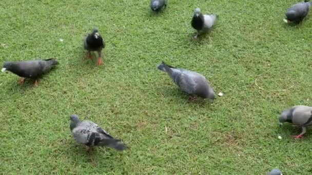 Colombe Manger Nourriture Sur Une Pelouse Verte Dans Journée — Video