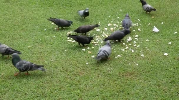 昼間は緑の芝生の上の食べ物を食べる鳩 — ストック動画