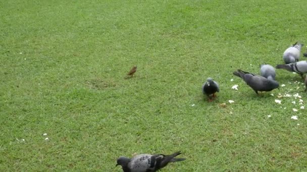 Colombe Manger Nourriture Sur Une Pelouse Verte Dans Journée — Video