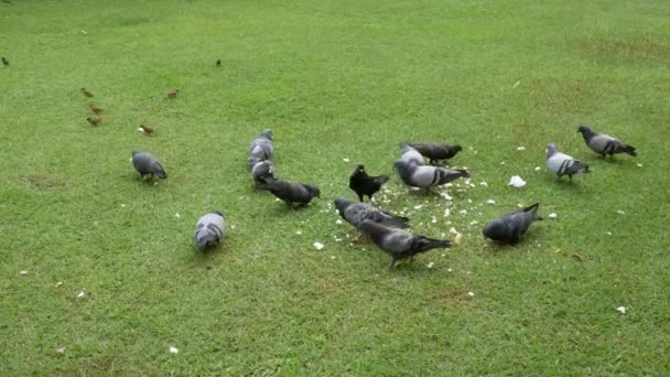 Colombe Manger Nourriture Sur Une Pelouse Verte Dans Journée — Video