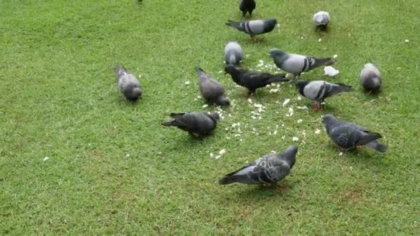 Colombe Manger Nourriture Sur Une Pelouse Verte Dans Journée — Video