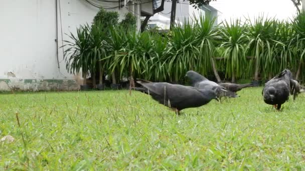 낮에는 잔디에 음식을 비둘기 — 비디오