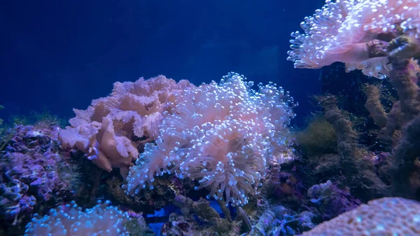 Beautiful sea flower in underwater world with corals  and fish.