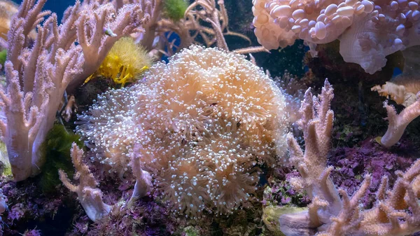 Beautiful sea flower in underwater world with corals  and fish.