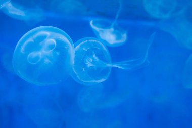 Yakın çekim denizanası, Medusa fish tank neon ışık ile. Denizanası genellikle saydamdır jellylike bell - veya daire biçimli bir vücut ile free-swimming deniz coelenterate olduğunu.