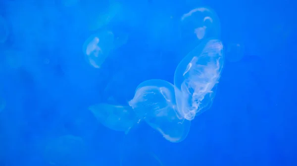 Medusa Medusa Acquario Con Luce Neon Meduse Nuoto Libero Celenterato — Foto Stock