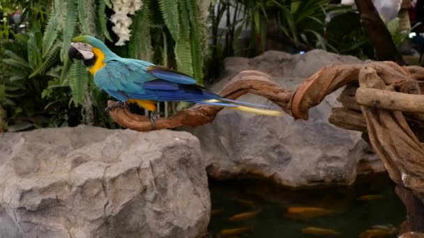 Macore Bird Hold Tree Branch Beautiful Macore Parrot Bird Standing — Stock Video