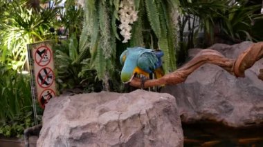 Ahşap bir güzel macore papağan kuş ayakta