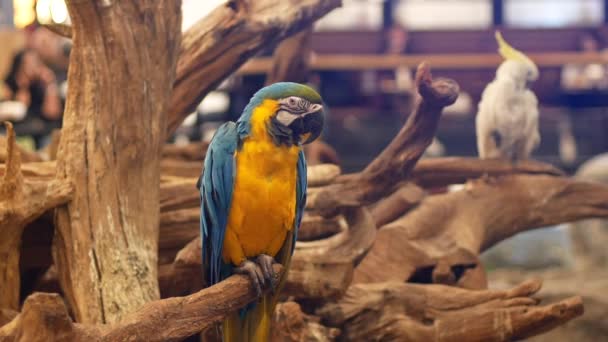 Όμορφη Macore Πουλί Παπαγάλος Στέκεται Πάνω Ένα Ξύλινο — Αρχείο Βίντεο