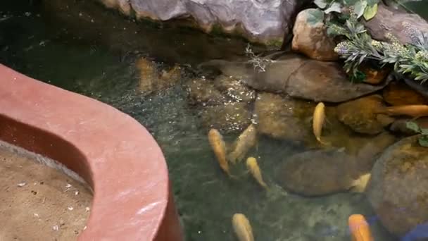 Gouden Vissen Zwemmen Vijvers — Stockvideo