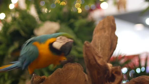 Macore Piękne Papuga Ptak Stojący Drewniane — Wideo stockowe