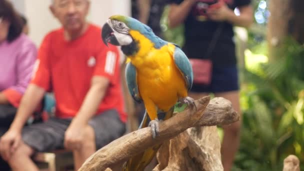 Bangkok Thailandia Dicembre 2018 Gente Visita Sembra Bellissimo Uccello Pappagallo — Video Stock