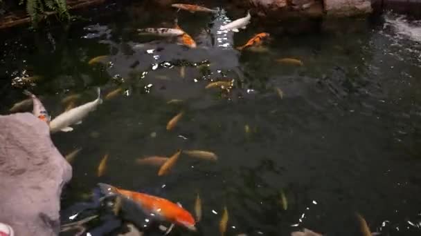 Peixes Koi Nadam Lagoas — Vídeo de Stock