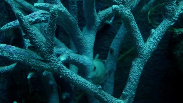 Закрыть Красивую Рыбу Аквариуме Фоне Водных Растений Красочная Рыба Аквариуме — стоковое видео