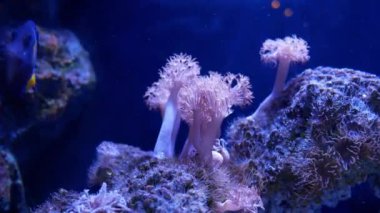 Balık ve mercan ile sualtı dünyasında güzel deniz çiçek.