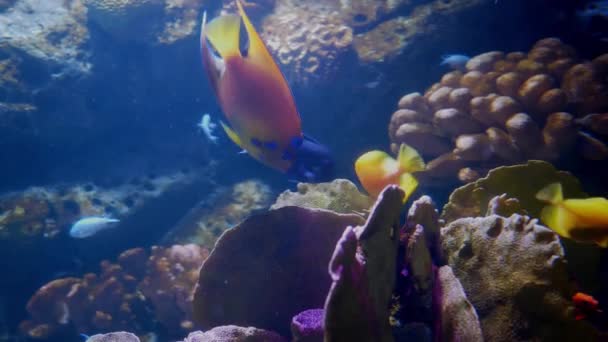 Chiuda Bei Pesci Nell Acquario Decorazione Sfondo Piante Acquatico Pesce — Video Stock