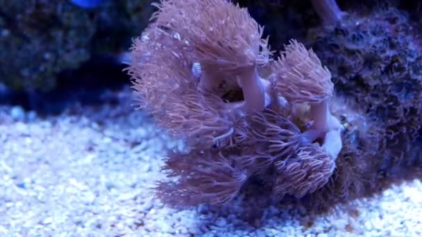 Prachtige Zee Bloem Onderwaterwereld Met Koralen Vissen — Stockvideo