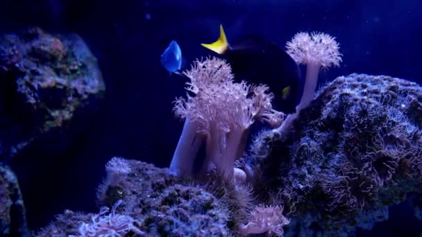 Bellissimo Fiore Mare Nel Mondo Sottomarino Con Coralli Pesci — Video Stock