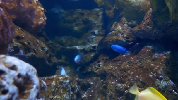 Dichtbij Mooie Vissen Het Aquarium Aan Decoratie Van Aquatische Planten — Stockvideo