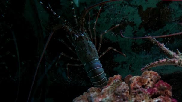 鱼缸里的龙虾 — 图库视频影像