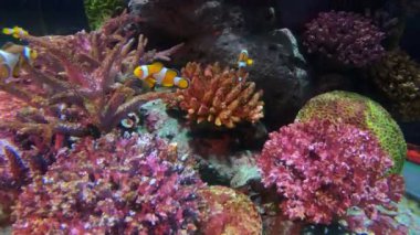 Güzel balık içinde belgili tanımlık akvaryum dekorasyon su üzerinde arka plan bitki. Renkli balık balık tank.