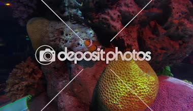 Güzel balık içinde belgili tanımlık akvaryum dekorasyon su üzerinde arka plan bitki. Renkli balık balık tank.