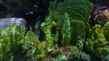 Güzel balık içinde belgili tanımlık akvaryum dekorasyon su üzerinde arka plan bitki. Renkli balık balık tank.