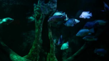 Akvaryumdaki su bitkilerinin dekorasyonu üzerine çok güzel bir balık..