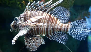 Akvaryumdaki su bitkilerinin dekorasyonu üzerine çok güzel bir balık..