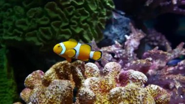 Akvaryumdaki su bitkilerinin dekorasyonu üzerine çok güzel bir balık..