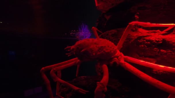 Giant Spider Krab Aquarium Krab Aquarium — Stockvideo