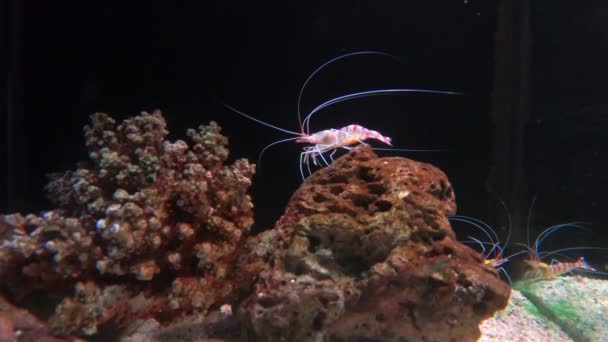 Garnelen Fischbecken Schöne Garnelen Aquarium Auf Der Dekoration Von Wasserpflanzen — Stockvideo