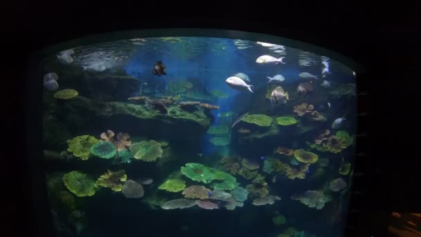 美丽的鱼在水族箱上装饰水生植物的背景 鱼缸里的五彩鱼 — 图库视频影像