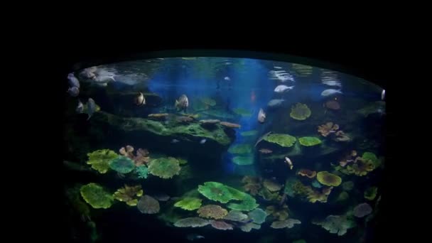 Mooie Vissen Het Aquarium Aan Decoratie Van Aquatische Planten Achtergrond — Stockvideo