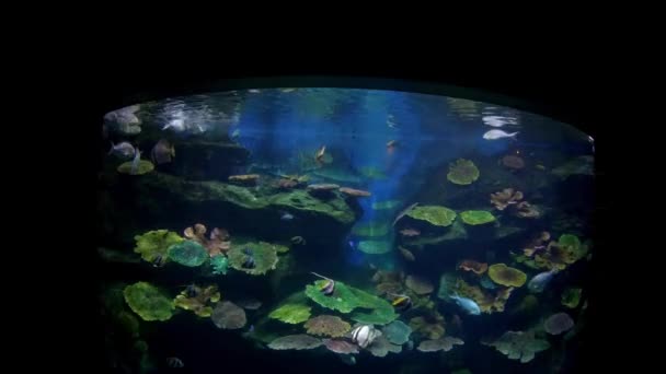 水生の装飾に水族館の美しい魚の植物の背景 魚の水槽にカラフルな魚 — ストック動画