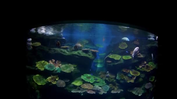 Mooie Vissen Het Aquarium Aan Decoratie Van Aquatische Planten Achtergrond — Stockvideo