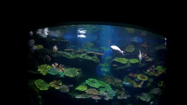 Mooie Vissen Het Aquarium Aan Decoratie Van Aquatische Planten Achtergrond — Stockvideo