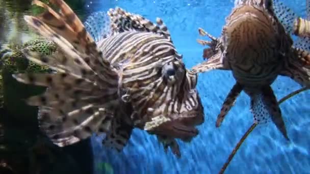 美丽的鱼在水族箱上装饰水生植物的背景 鱼缸里的五彩鱼 — 图库视频影像