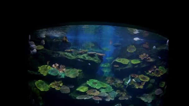 Hermosos Peces Acuario Decoración Fondo Plantas Acuáticas Pez Colorido Pecera — Vídeo de stock