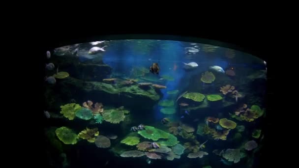 Mooie Vissen Het Aquarium Aan Decoratie Van Aquatische Planten Achtergrond — Stockvideo