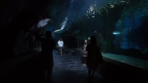 Bangkok Thailand December 2018 Mooie Vissen Het Aquarium Aan Decoratie — Stockvideo
