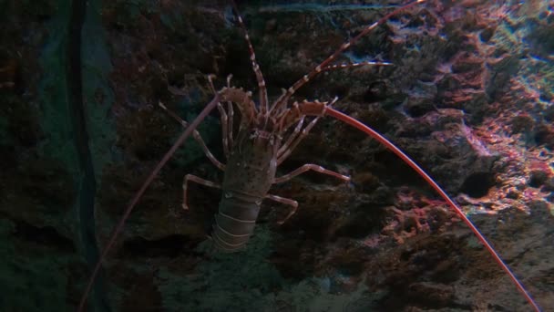 Bangkok Thailand December 2018 Mooie Vissen Het Aquarium Aan Decoratie — Stockvideo