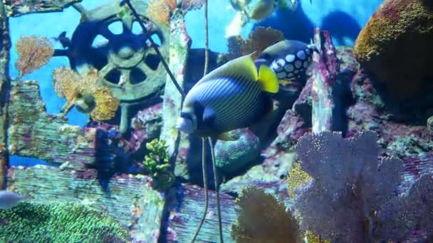 水族馆里美丽的鱼装饰着水生植物的背景 — 图库视频影像