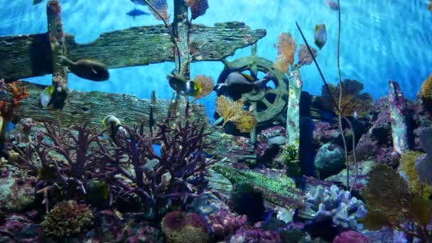 Piękna Ryba Akwarium Dekoracji Tła Roślin Wodnych — Wideo stockowe