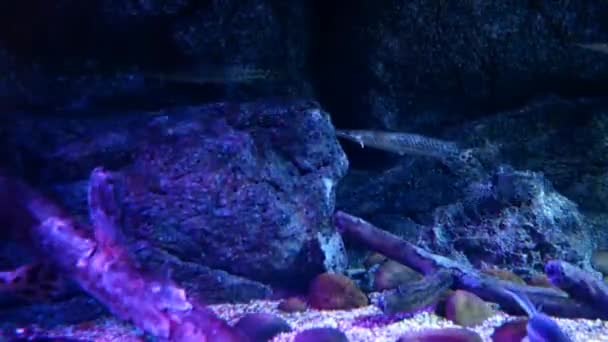 在鱼塘里的阿拉帕伊马吉加斯 它是最大的淡水鱼之一 — 图库视频影像