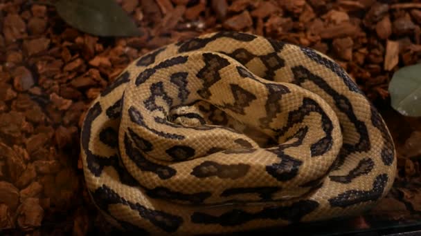 Primer Plano Serpiente Sobre Madera Seca — Vídeos de Stock