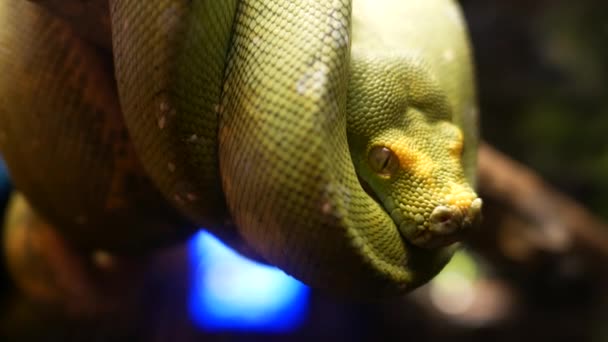 Serpent vert sur brunch en bambou sec .