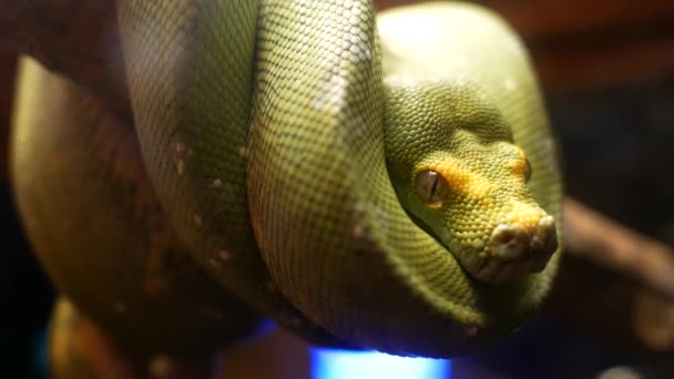 Зелена Змія Сухому Бамбуковому Бранчі — стокове відео