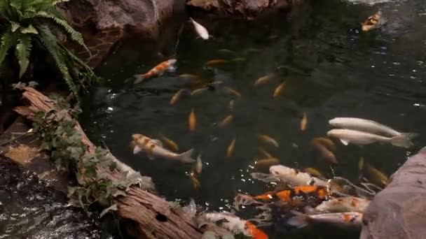 鲤鱼鱼在池塘游泳 — 图库视频影像