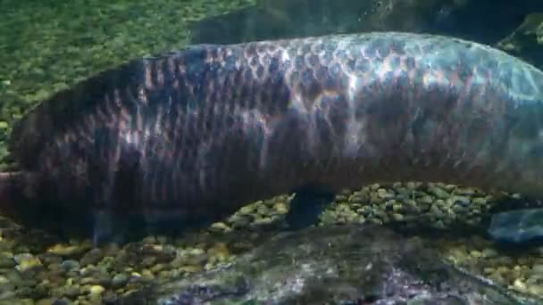 Arapaima Gigas Estanques Peces Uno Los Peces Agua Dulce Más — Vídeos de Stock